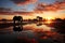 Elephant meets the dawn by the river