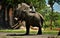 Elephant Miami Zoo throwing dirt