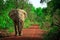 Elephant in Mole National Park, Ghana