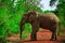 Elephant in Mole National Park, Ghana