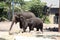 Elephant Mom and Baby in Taronga Zoo Australia