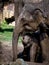 Elephant mom bathes baby elephant in zoo