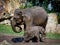 Elephant mom bathes baby elephant in zoo