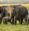 Elephant mom protecting baby