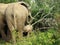 Elephant mother with baby in forrest