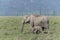 Elephant Mother and baby Grazing in Dhikala Grassland