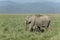 Elephant Mother and baby Grazing in Grassland