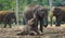 Elephant mother and baby playing