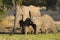 Elephant mother and calf drinking