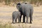 Elephant mother and calf walking while bonding relationship