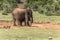 Elephant mother with child in Addo Elephant Park. South Africa