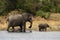 Elephant mother with cub