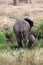 Elephant mother takes baby to the water pond