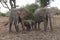 Elephant mothers protecting her babies