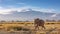 Elephant and Mount Kilimanjaro