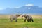 Elephant with Mount Kilimanjaro