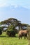 Elephant and mountain Kilimanjaro, Kenya. Africa