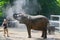 Elephant mouth care in Zoo Wuppertal, Germany. Zookeeper elephant cow