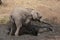 Elephant mud bath