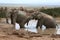 Elephant Mud Bath