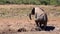 Elephant Mud Bath