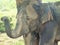 Elephant in natural surrounding in Sri Lanka