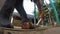 Elephant in natural surroundings chewing banana tree trunk.