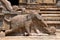 Elephant near flights of steps, agra-mandapa, Airavatesvara Temple, Darasuram, Tamil Nadu. View from South.