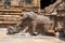 Elephant near flights of steps, agra-mandapa, Airavatesvara Temple, Darasuram, Tamil Nadu. View from South.