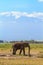 Elephant near Mount Kilimanjaro. Snow in Africa. Amboseli, Kenya