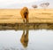 Elephant near the watering place in savanna