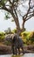 Elephant near the Zambezi River. Zambia. Lower Zambezi National Park. Zambezi River.