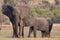 Elephant newborn feeding on mother