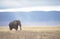 Elephant in Ngorongoro Crater