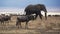 An elephant at ngorongoro crater- part of the ngorongoro conservation area