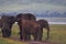 Elephant, Ngorongoro Crater, Serengeti, Tanzania, Africa