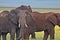 Elephant, Ngorongoro Crater, Serengeti, Tanzania, Africa