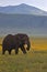 Elephant, Ngorongoro Crater, Serengeti, Tanzania, Africa