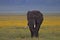Elephant, Ngorongoro Crater, Serengeti, Tanzania, Africa
