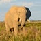 Elephant from Nxai Pan,Botswana