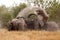 Elephant - Okavango Delta - Moremi N.P.