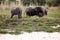 Elephant - Okavango Delta - Moremi N.P.