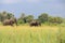 Elephant okavango delta, seen from dugout canoe, botswana, africa