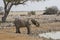 An elephant on one of the many waterholes in Etosha National Park - Namibia.