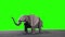 Elephant origami miniature on green screen.