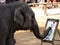 Elephant painting a picture in Thailand