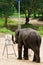 Elephant painting show