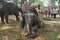 Elephant painting at sonpur fair