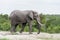 Elephant passing a watering hole i the park.