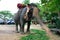 Elephant, Pattaya